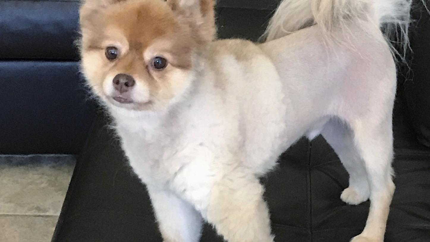 Bloody blanket found with dead dog after flight from Phoenix